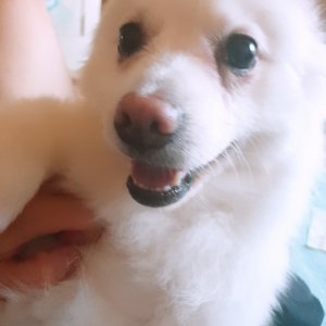 강아지분실실종 충청북도 증평군