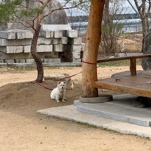 강아지분실실종 경상북도 김천시