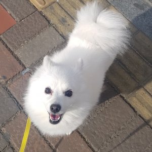 강아지분실실종 서울특별시 동작구