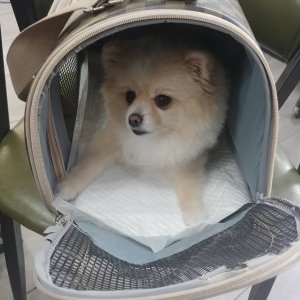 강아지분실실종 경상남도 김해시
