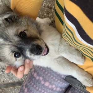 강아지분실실종 전라북도 군산시