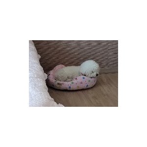 강아지분실실종 경기도 양평군