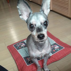 강아지분실실종 서울특별시 강남구