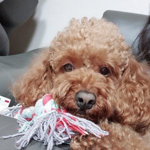 강아지분실실종 부산광역시 금정구