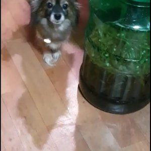 강아지분실실종 경기도 수원시 권선구