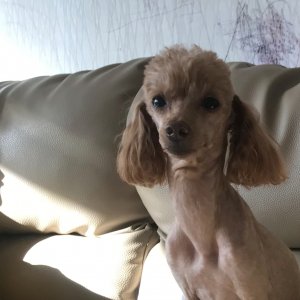 강아지분실실종 전라남도 해남군