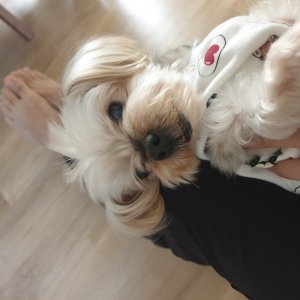 강아지분실실종 부산광역시 수영구
