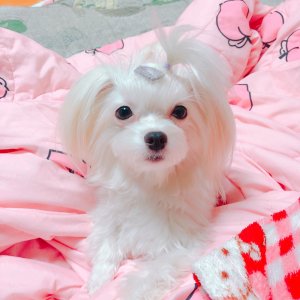 강아지분실실종 경기도 부천시 소사구