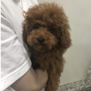 강아지분실실종 서울특별시 강서구