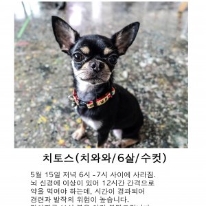 강아지분실실종 제주특별자치도 제주시