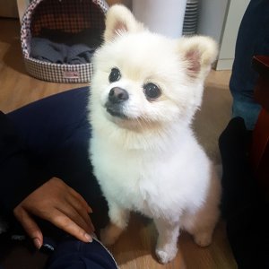 강아지분실실종 부산광역시 연제구