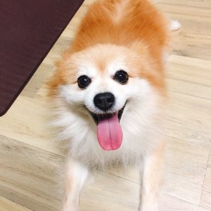 강아지분실실종 경기도 양평군