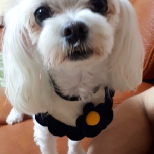 강아지분실실종 경상북도 영천시