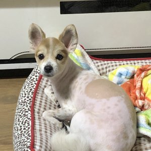 강아지분실실종 경기도 광명시