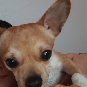 강아지분실실종 경기도 포천시