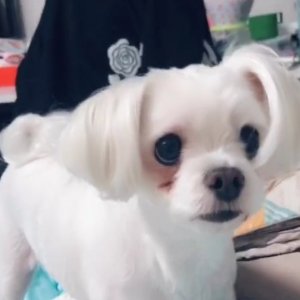 강아지분실실종 경기도 의정부시