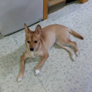강아지분실실종 경기도 파주시