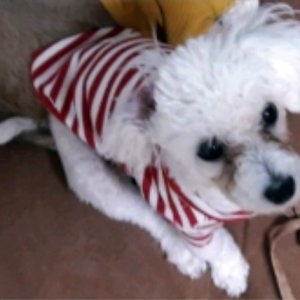강아지분실실종 경상북도 경주시