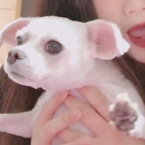 강아지분실실종 부산광역시 부산진구