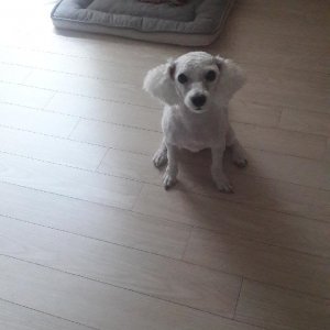 강아지분실실종 경상북도 칠곡군