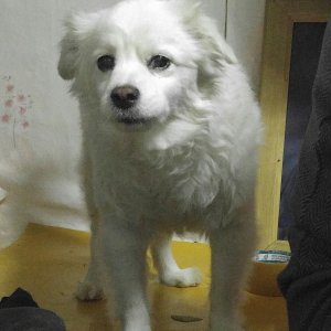 강아지분실실종 서울특별시 광진구