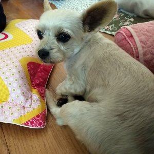 강아지분실실종 충청북도 충주시