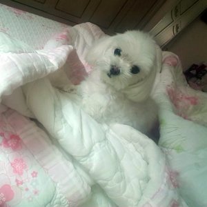 강아지분실실종 충청남도 서산시