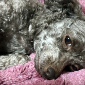 강아지분실실종 광주광역시 서구