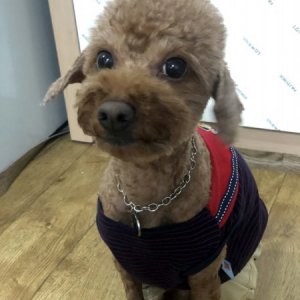 강아지분실실종 대구광역시 서구