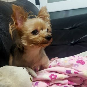 강아지분실실종 서울특별시 양천구