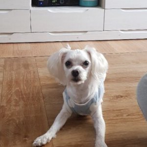강아지분실실종 경상북도 문경시