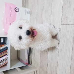 강아지분실실종 경기도 성남시 수정구