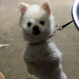강아지분실실종 경상북도 경주시