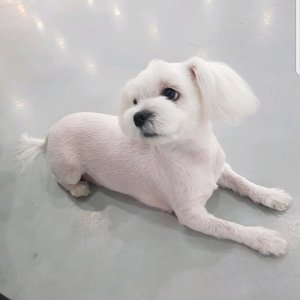강아지분실실종 서울특별시 성북구