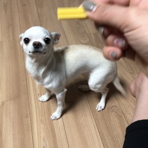 강아지분실실종 광주광역시 북구