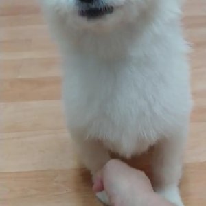 강아지분실실종 서울특별시 중랑구