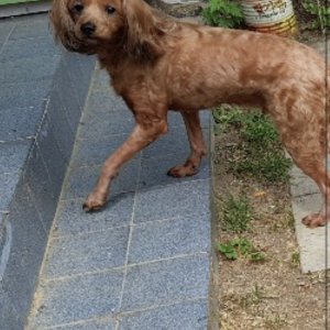 강아지분실실종 경기도 양평군