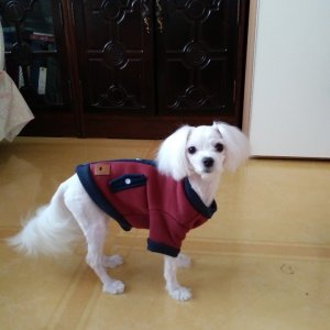 강아지분실실종 부산광역시 영도구