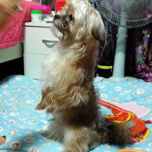 강아지분실실종 전라남도 목포시