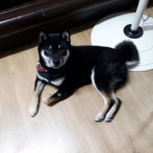 강아지분실실종 경기도 동두천시