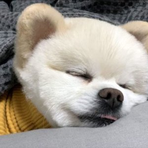 강아지분실실종 전라남도 목포시