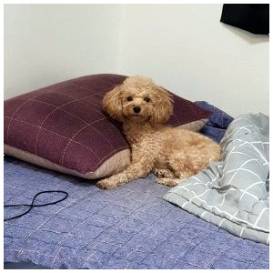 강아지분실실종 경기도 의정부시