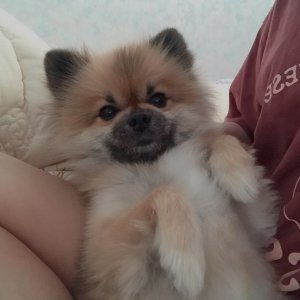 강아지분실실종 전라남도 광양시