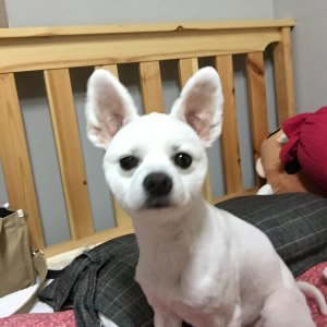 강아지분실실종 대구광역시 달서구