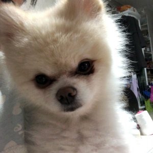 강아지분실실종 부산광역시 동구