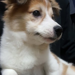강아지분실실종 경기도 평택시