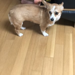 강아지분실실종 대구광역시 수성구