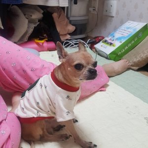 강아지분실실종 경상북도 의성군
