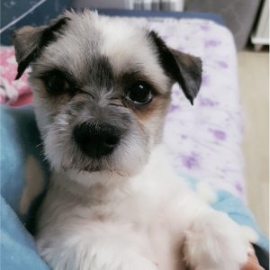 강아지분실실종 경기도 부천시 원미구