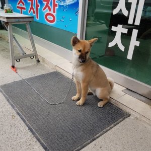 강아지분실실종 전라남도 진도군